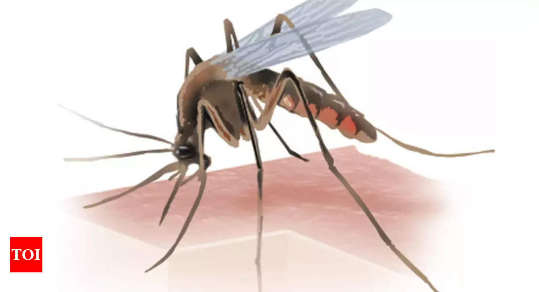 Kol: Dengue patient count catches up with Covid numbers