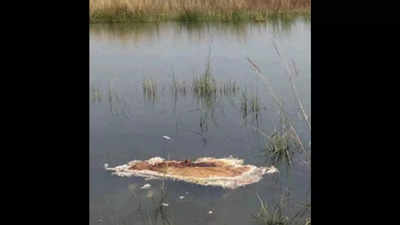Madhya Pradesh: Slain tiger Heera’s skin found in a pond near Panna Tiger Reserve