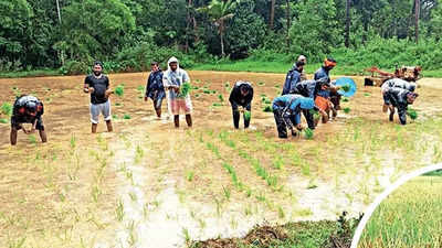 Karnataka: Yakshagana artistes set to reap paddy they sowed during pandemic-induced lockdown