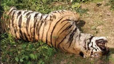 Tiger found dead in Bandhavgarh; Madhya Pradesh's toll 35 this year