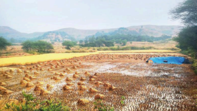 Nashik: Unseasonal rain on Friday damages crops in Igatpuri | Nashik ...