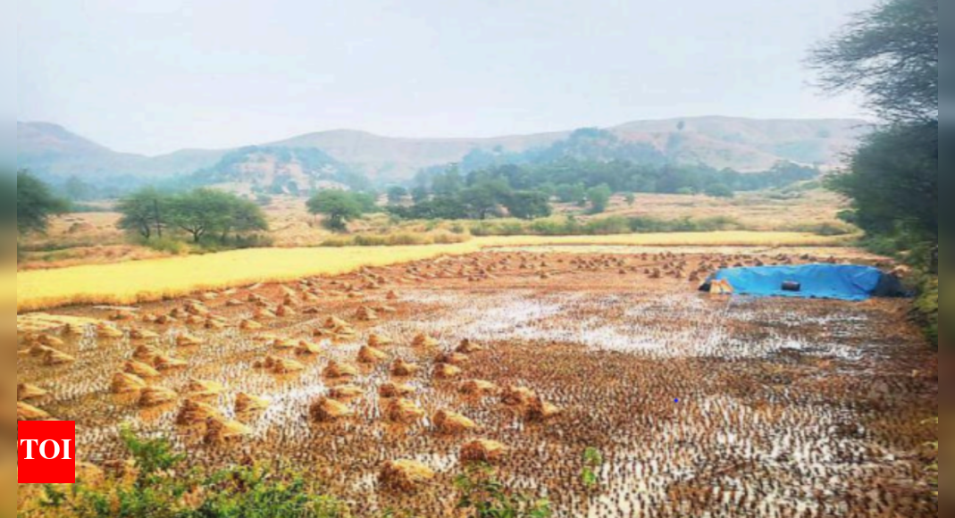 Nashik: Unseasonal rain on Friday damages crops in Igatpuri | Nashik ...
