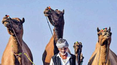 Rajasthan: Pushkar cattle fair begins today after 2-year gap | Ajmer News -  Times of India