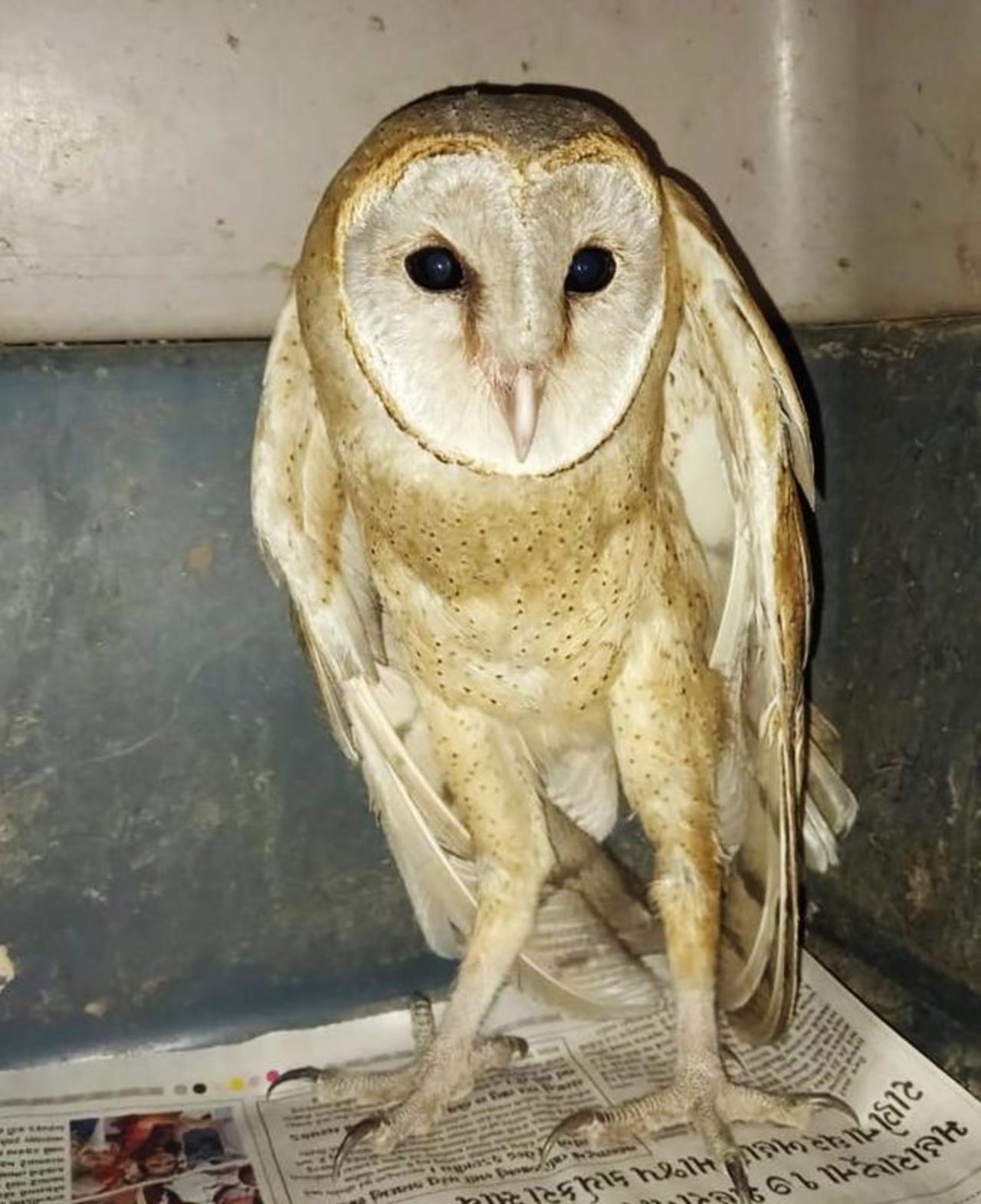Injured barn owl used for tantrik rituals rescued | Vadodara News - Times  of India
