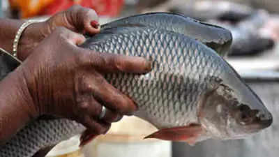 Dip in fish variety fuels fishermen exodus in Andhra Pradesh