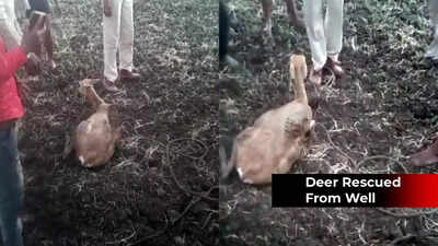 Watch: Four deer rescued from well in Sagar district