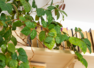 Are Biophilic offices the new normal?