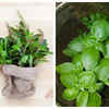 What is the difference between Basil and Holy Basil The Times of