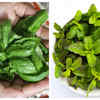 What is the difference between Basil and Holy Basil The Times of