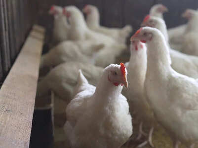 Bird Flu outbreak in Japan: Can it spread to humans?