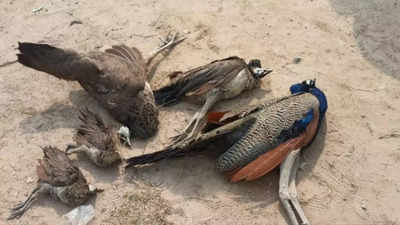 8 dead peacocks found near wheat field in Agra, pesticide poisoning suspected