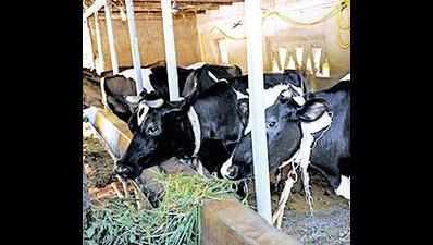 ‘Jagan Anna Palavelluva’ scheme to boost dairy sector from December