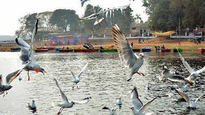With dip in temp, winged guests fly down to Jharkhand, more likely to arrive in coming weeks