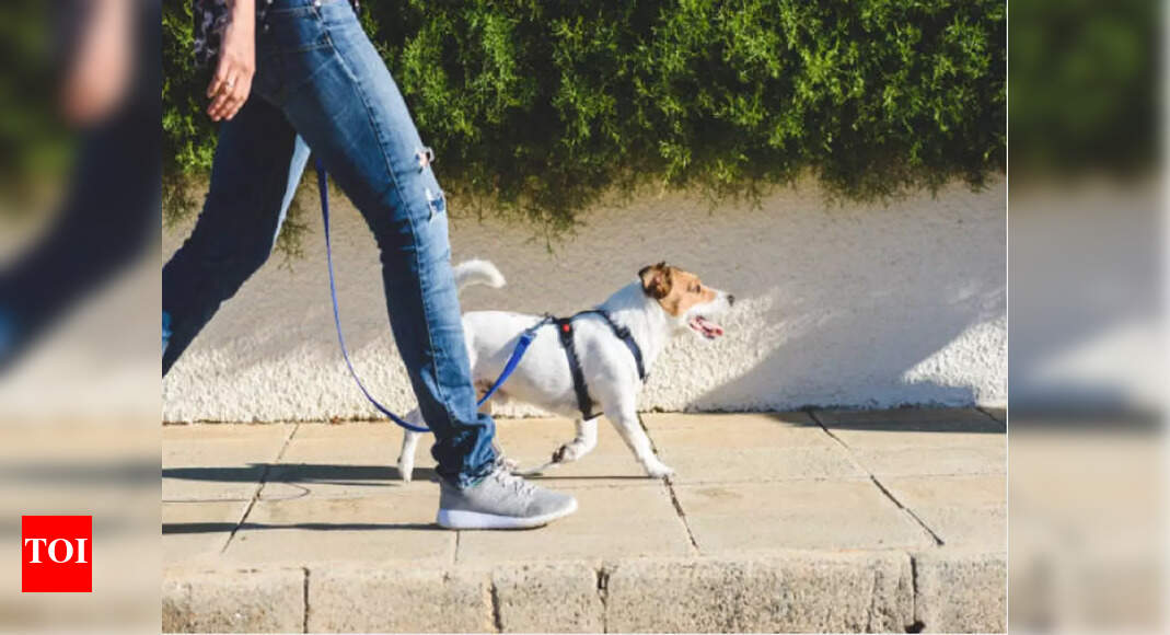 Four reasons why regular exercising is necessary for your pets - Times ...