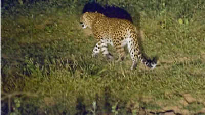 Tamil Nadu: Leopard scare in Coonoor, forest field staff deployed to intensified patrolling