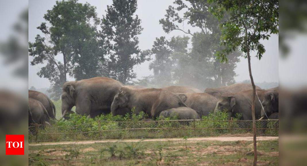 Carrying Dead Calf, Elephant Herd Walks From Garden To Garden In Bengal