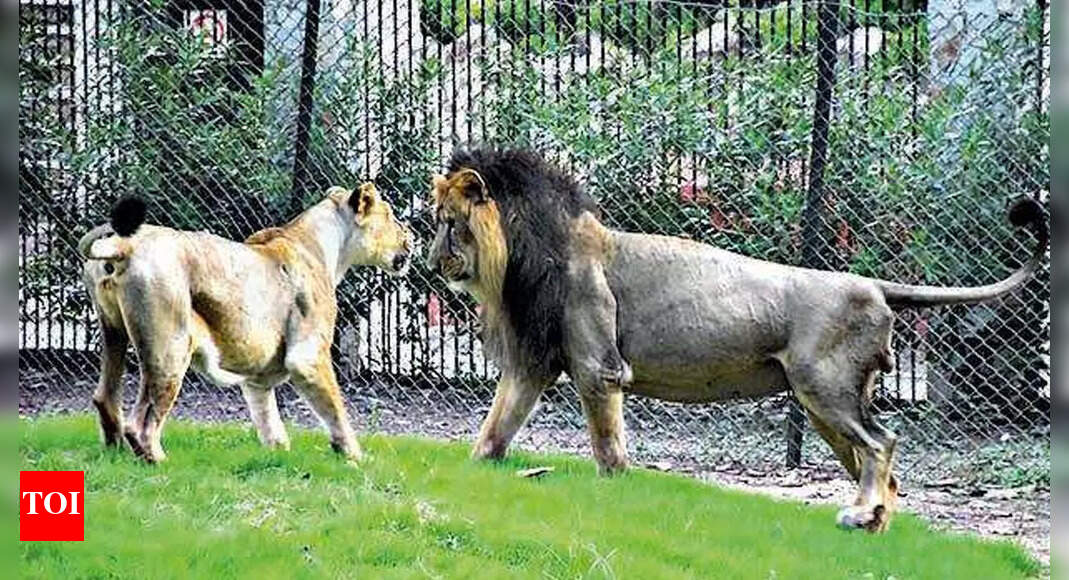 Sayajibaug Zoo Vadodara zoo to get lion pair Vadodara News Times