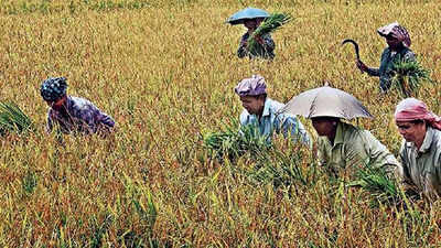 Why the state and Centre are at war over paddy