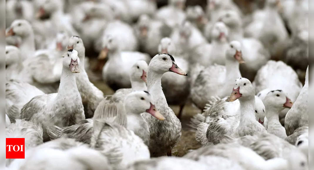 Pluimvee op slot na detectie van vogelgriep in België