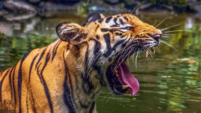 West Bengal: Fisherman attacked by tiger in Sunderbans, battling for life