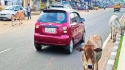 Tamil Nadu: Post rain, stray cattle causing accidents every day on NH 81 |  Trichy News - Times of India