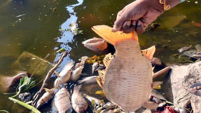 Uttar Pradesh: Second time in 5 months, dead fish wash up on Yamuna shores in Agra