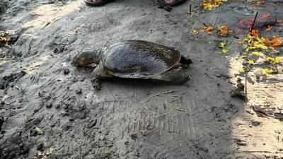 Endangered peacock turtles found dead in Cooch Behar water body
