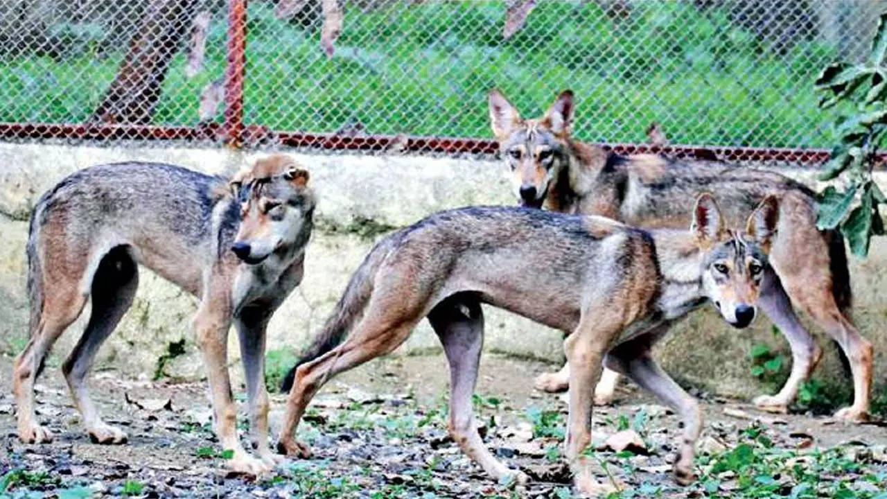 Gujarat: Divyangi gives wolf-breeding a leg-up | Ahmedabad News