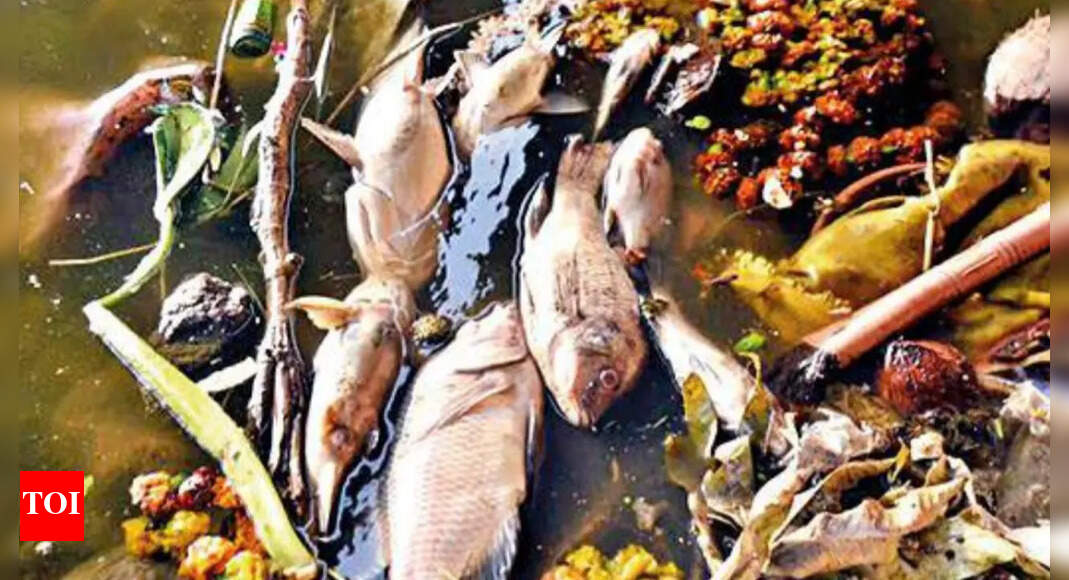 Agra: Second time in 5 months, dead fish wash up on Yamuna shores in ...