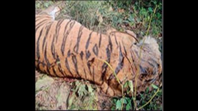 Madhya Pradesh: Another tiger found dead in Bandhavgarh Tiger Reserve