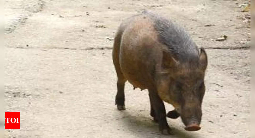 Goa frames rules to allow limited killing of wild boars