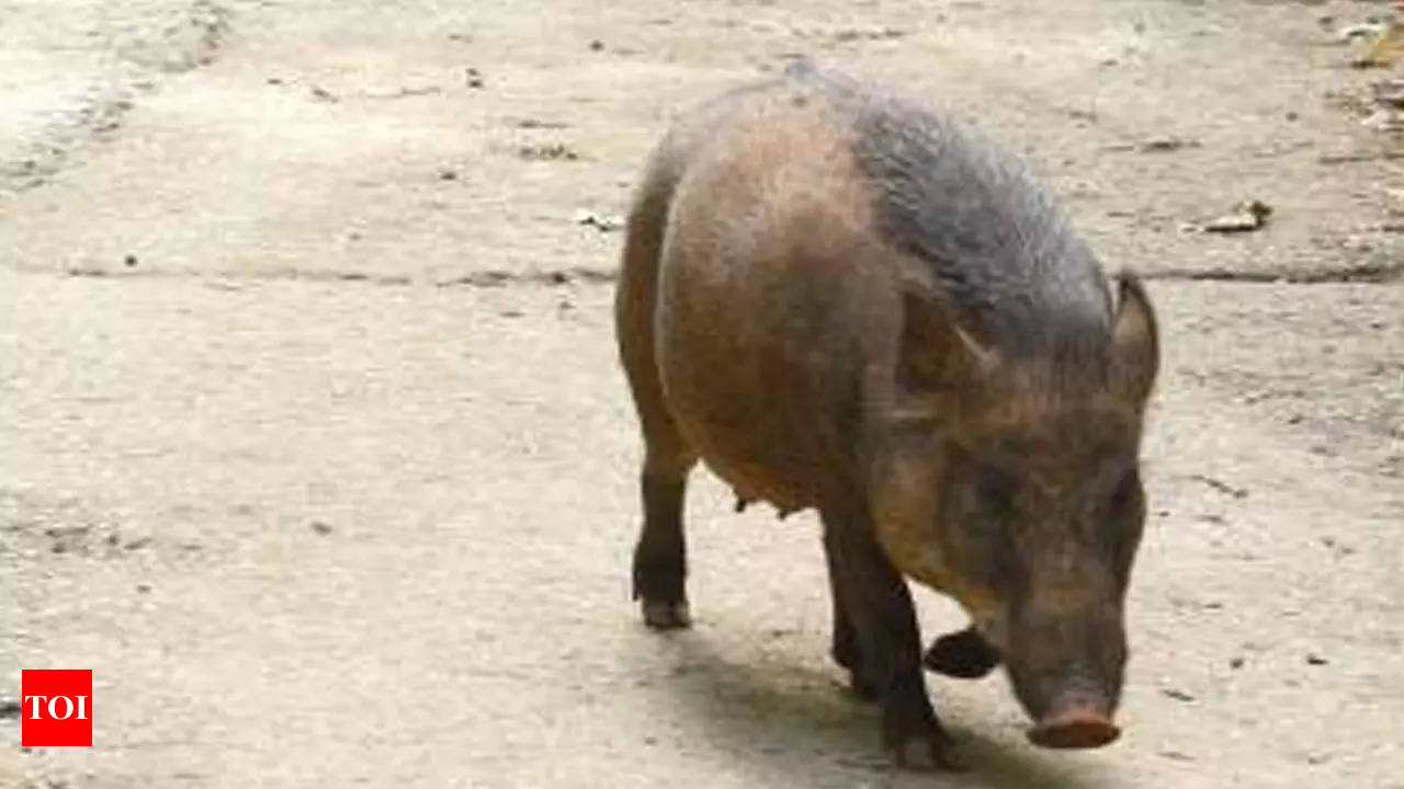 Goa frames rules to allow limited killing of wild boars | Goa News - Times  of India