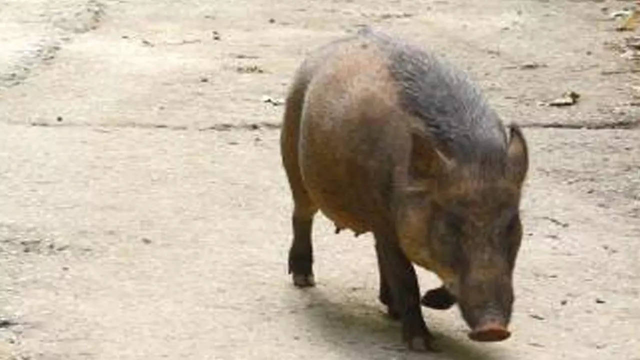 Goa frames rules to allow limited killing of wild boars | Goa News - Times  of India