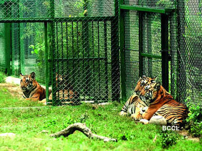 Miracle babies find a home at the Lucknow Zoo | Lucknow News - Times of  India