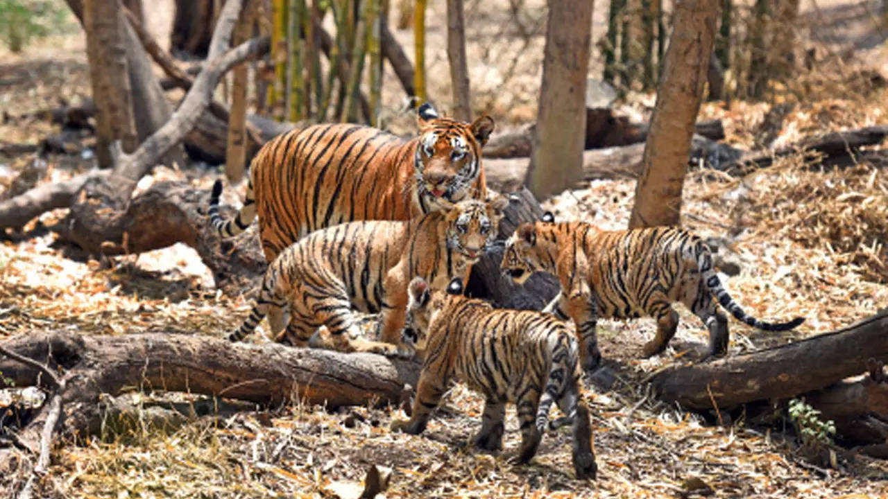 Pune: Katraj zoo may reopen next month | Pune News - Times of India