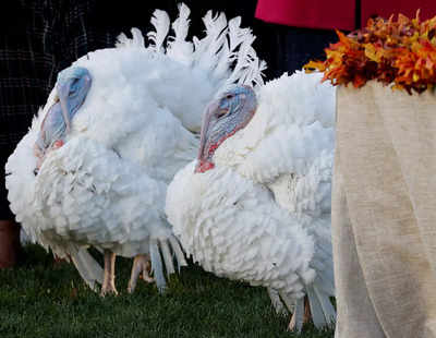 Biden says pardoned turkeys will get 'boosted,' not 'basted'