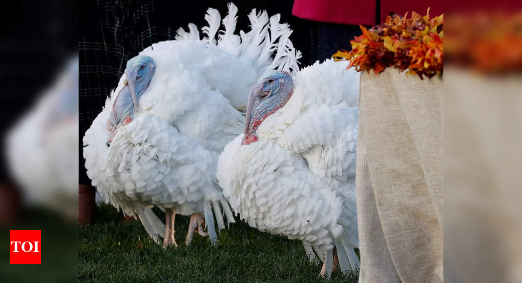 Biden says pardoned turkeys will get 'boosted,' not 'basted'