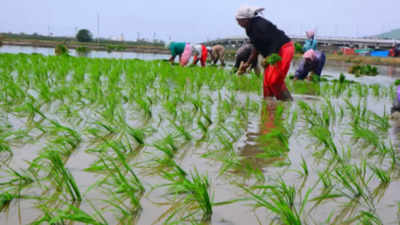 Paddy procurement goes at snail’s pace in Telangana