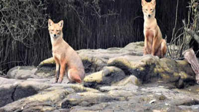 Foresters worried as jackals seen on Chipi airport runway