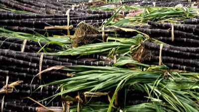Kolhapur: Vehicles carrying sugarcane without reflectors being fined