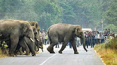 West Bengal: 40km ‘safe route’ sends herd back to Bankura jungle