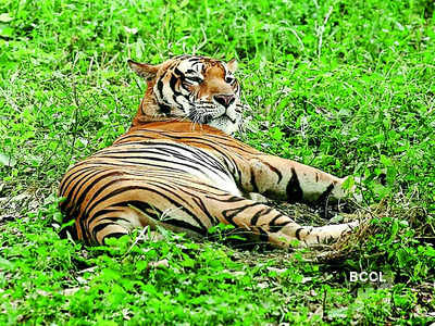 Animals don't deliberately attack humans: Pawan Kumar Sharma, PCCF &  Wildlife, UP | Lucknow News - Times of India