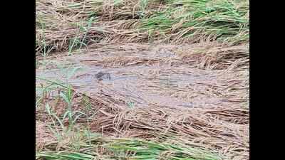 Unseasonal rain destroys crops worth crores in Ballari