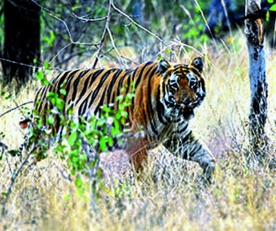 Most-popular Tadoba tigress kills woman forest guard