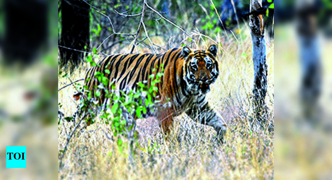 Most-popular Tadoba tigress kills woman forest guard
