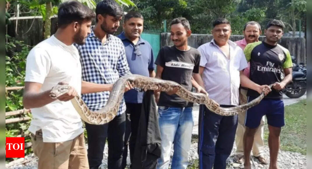 West Bengal: 10ft-long Burmese python rescued by forest officials in ...