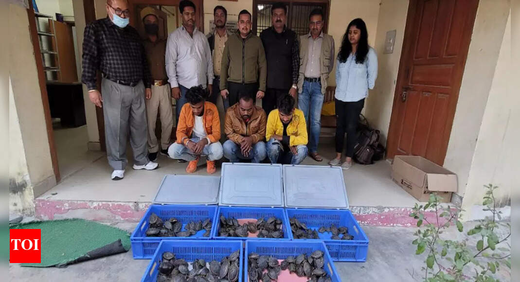 Stf Lucknow STF seizes 250 turtles, nabs 3 smugglers Lucknow News