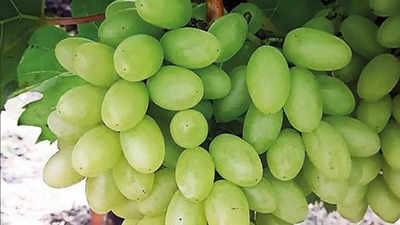 Early grape harvest begins in Nashik’s Satana taluka