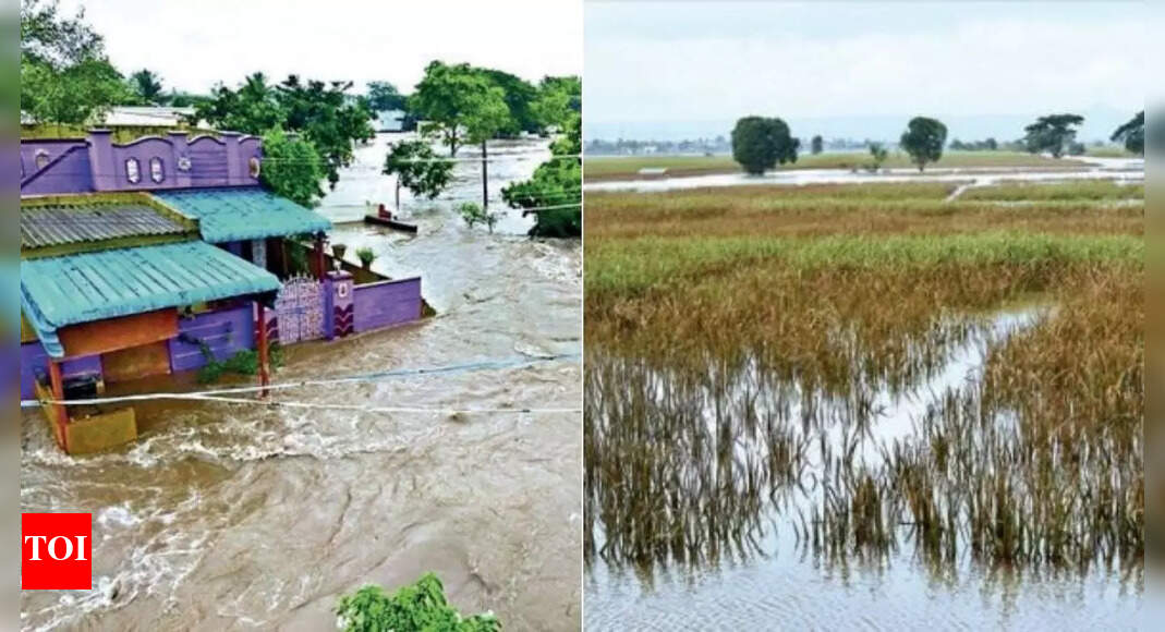 Andhra Pradesh: Rain throws out of gear paddy harvest in Krishna ...