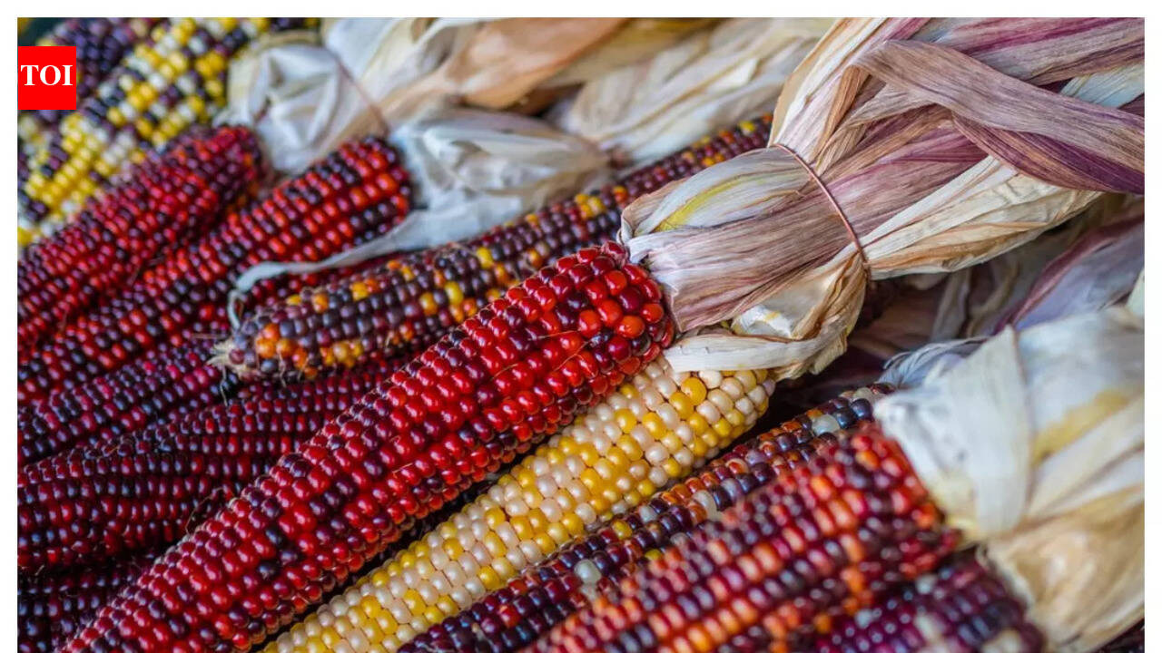 Coloured Corns Health Benefits: 3000-year-old Coloured Corns of North ...